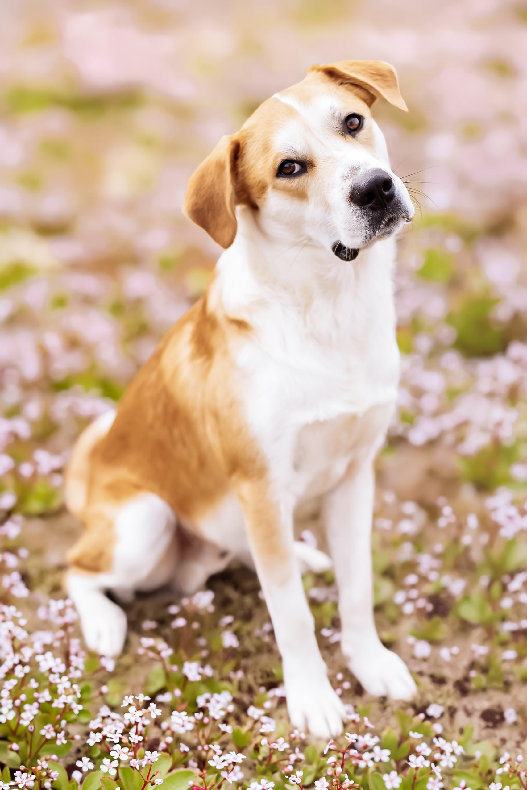 Enlarge Ripp, a Adoptable mixed breed in Dallas, TX image 1/6