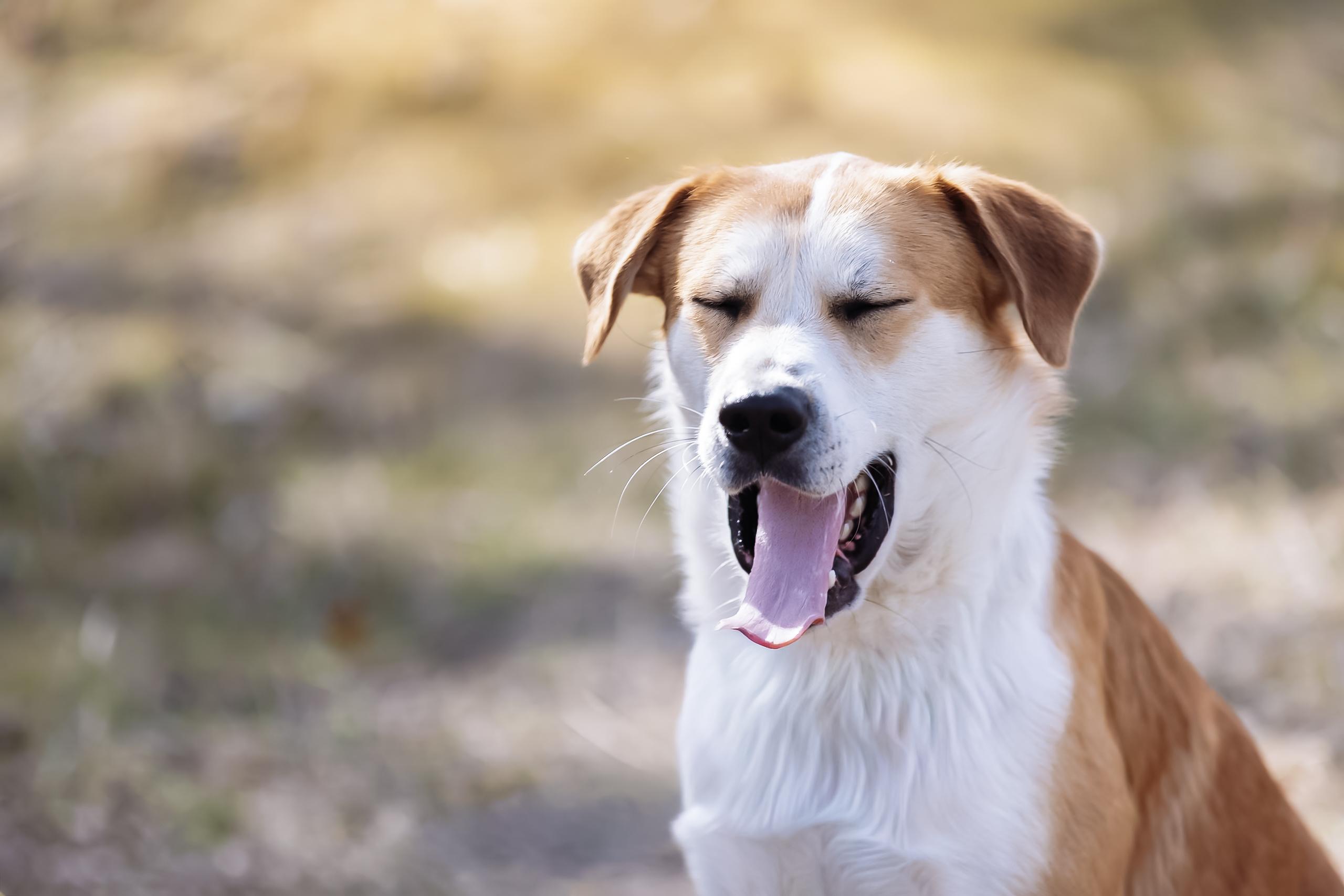 Enlarge Ripp, a Adoptable mixed breed in Dallas, TX image 5/6