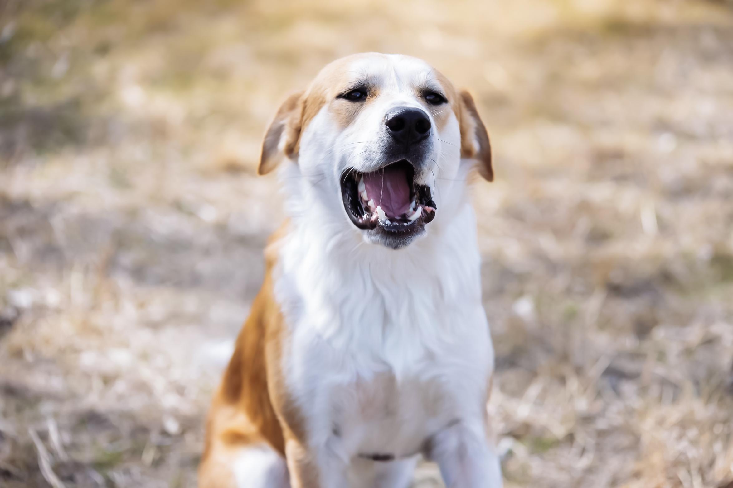 Enlarge Ripp, a Adoptable mixed breed in Dallas, TX image 4/6