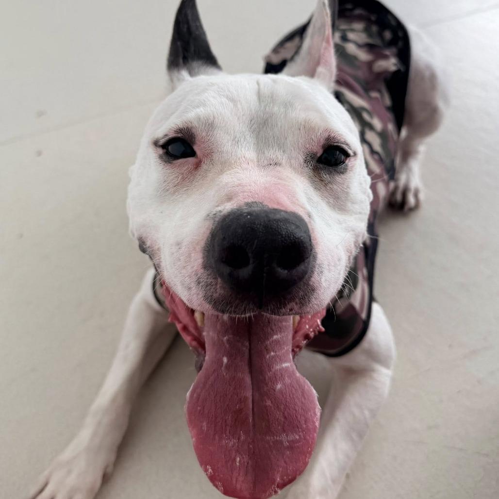 Rosie, Adoptable, Adult Female Mixed Breed.