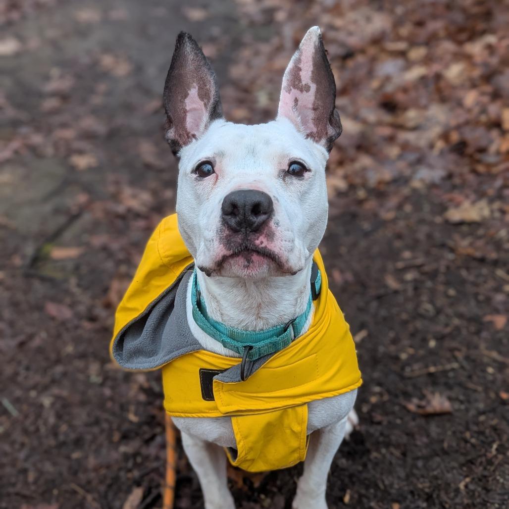 Rosie, Adoptable, Adult Female Mixed Breed.