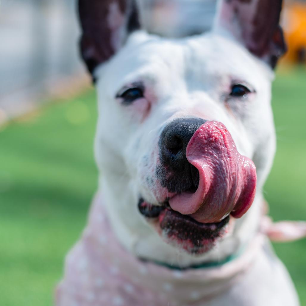 Enlarge Rosie, a Adoptable Mixed Breed in Warwick, RI image 2/6