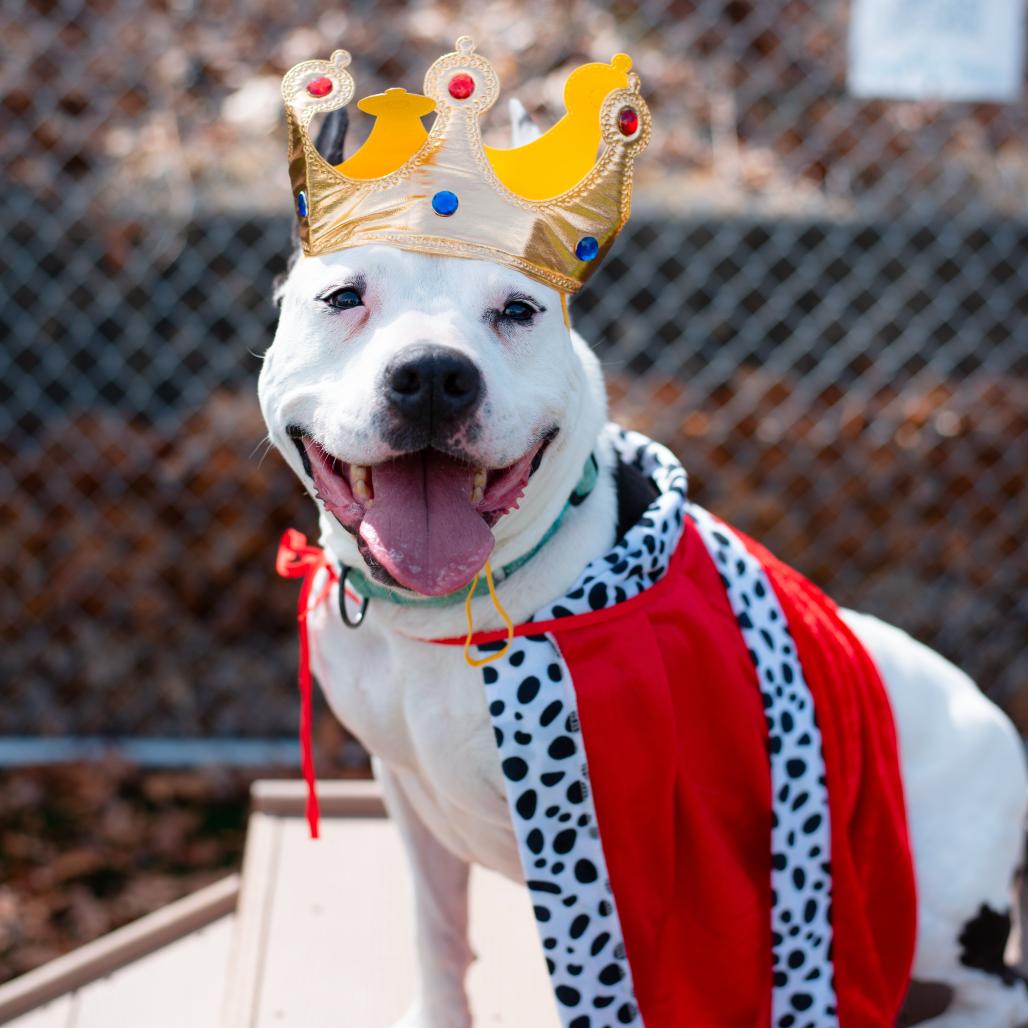 Enlarge Rosie, a Adoptable Mixed Breed in Warwick, RI image 3/6