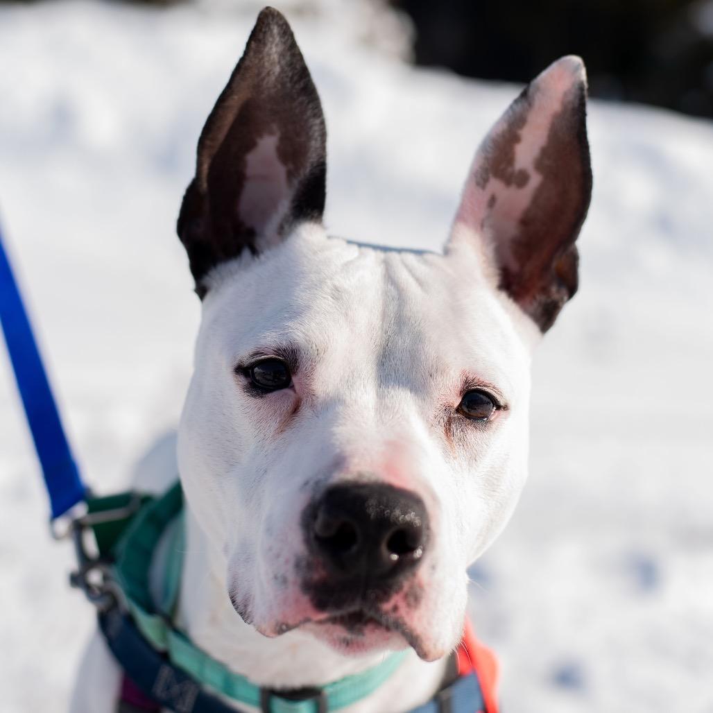 Enlarge Rosie, a Adoptable Mixed Breed in Warwick, RI image 3/6
