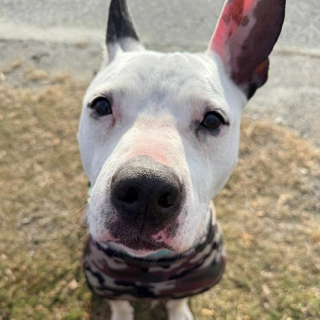 Enlarge Rosie, a Adoptable Mixed Breed in Warwick, RI image 2/5