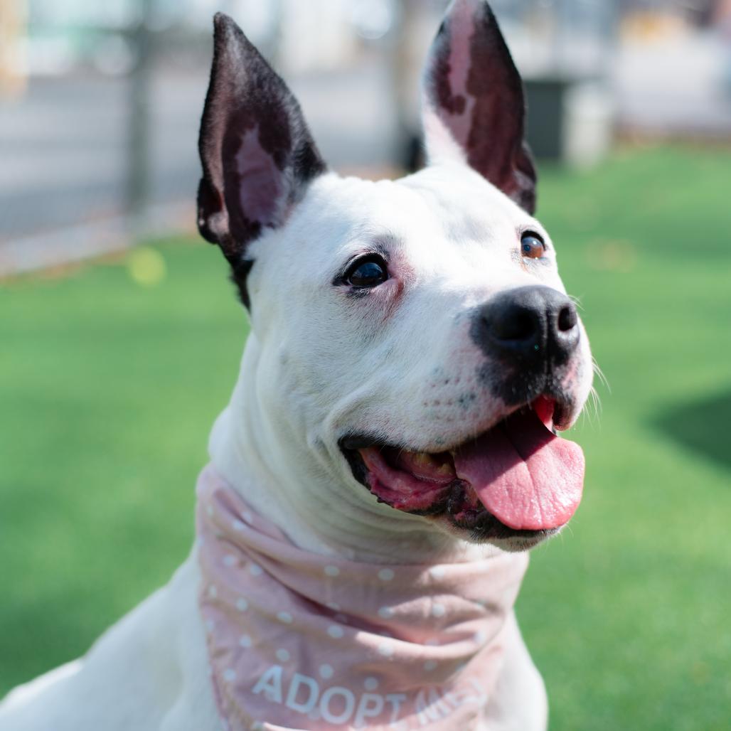 Enlarge Rosie, a Adoptable Mixed Breed in Warwick, RI image 4/6