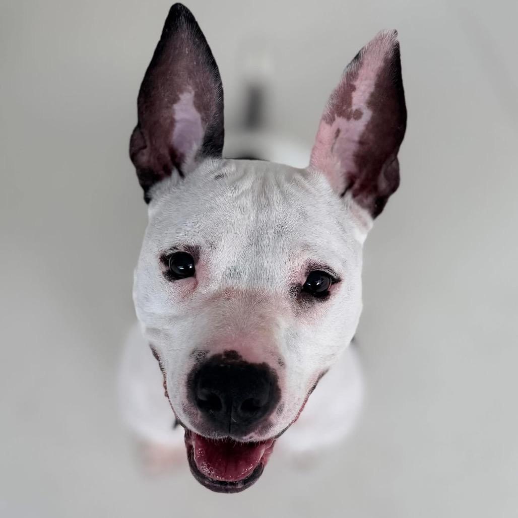 Rosie, Adoptable, Adult Female Mixed Breed.