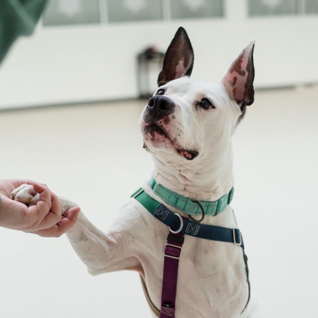 Enlarge Rosie, a Adoptable Mixed Breed in Warwick, RI image 5/6