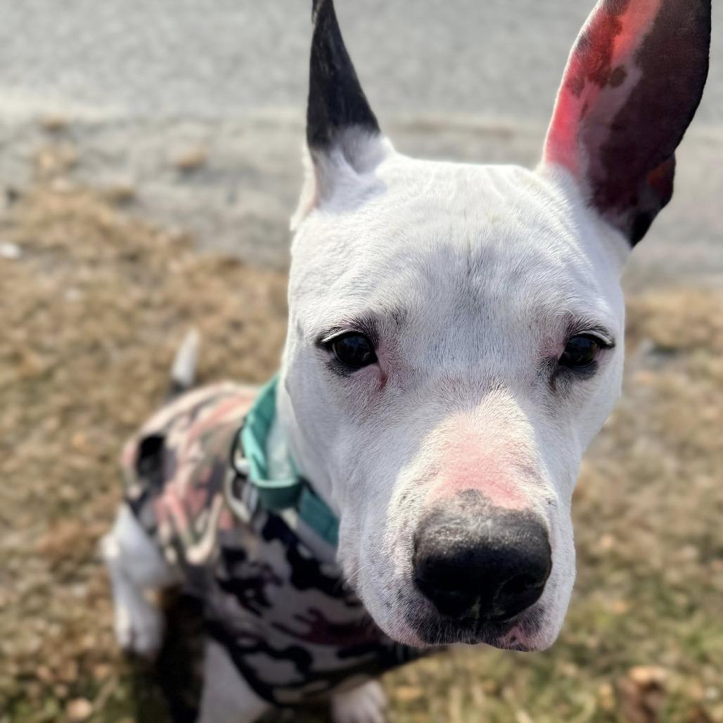 Enlarge Rosie, a Adoptable Mixed Breed in Warwick, RI image 5/5