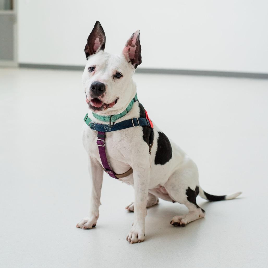 Enlarge Rosie, a Adoptable Mixed Breed in Warwick, RI image 6/6