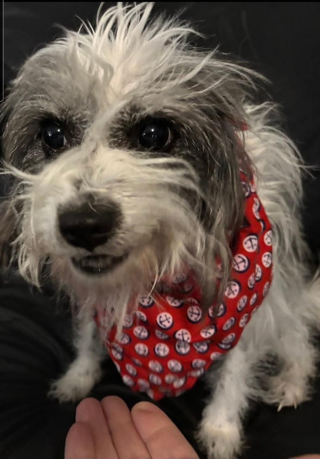 Enlarge Murphy, a Adoptable mixed breed in Apple Valley, MN image 1/5
