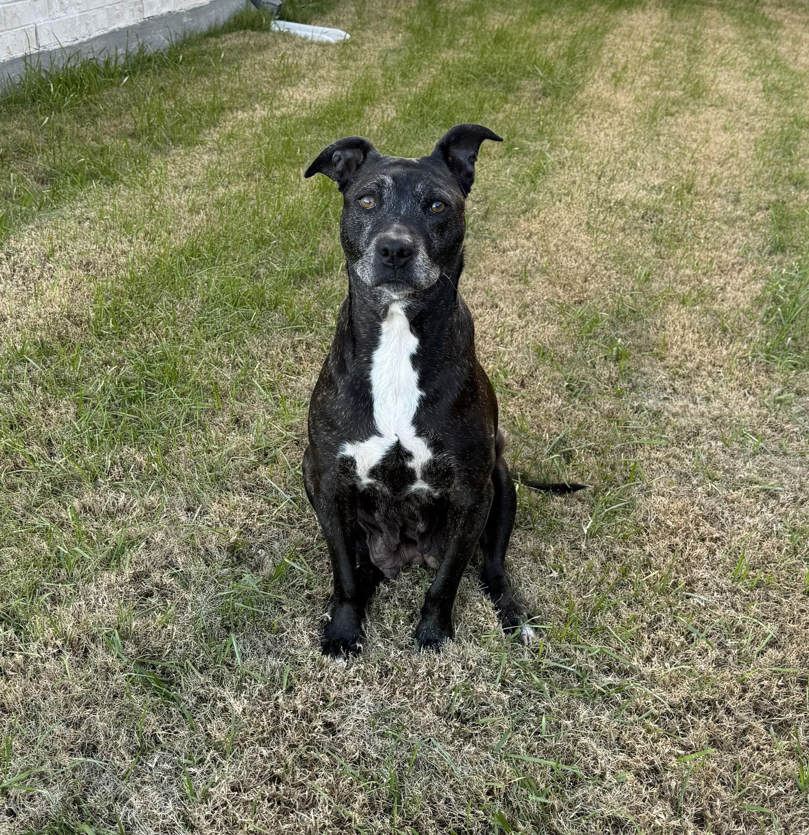 D.O.G, Adoptable, Senior Male Labrador Retriever.