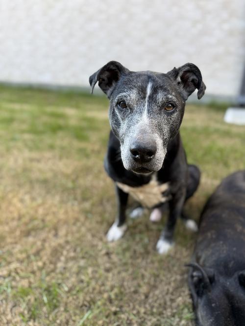 D.O.G, Adoptable, Senior Male Labrador Retriever.