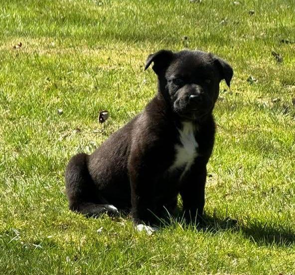 Stewart, Adoptable, Puppy Male Pit Bull Terrier & German Shepherd Dog.