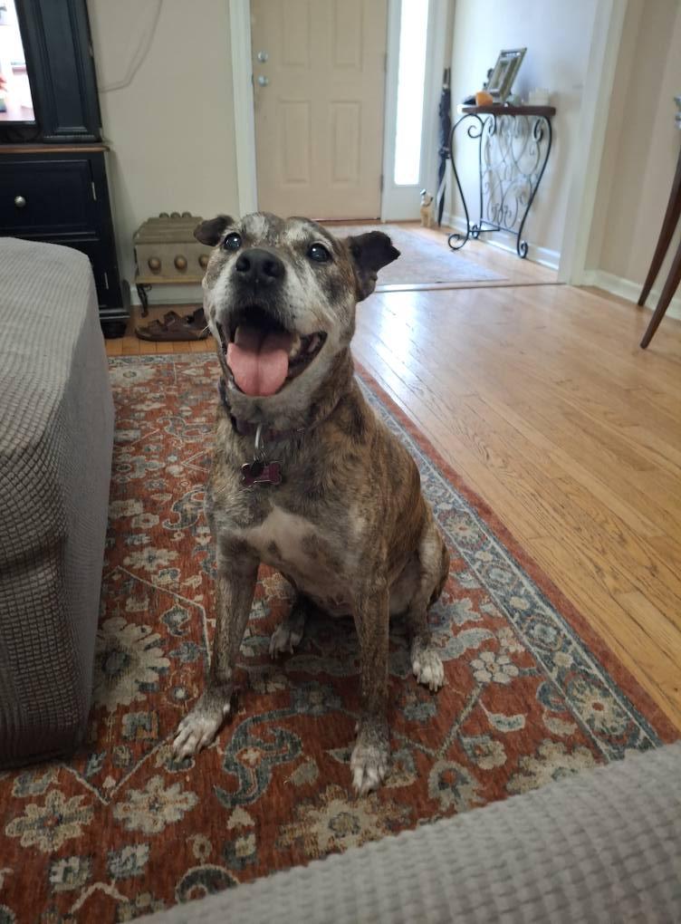 Gretchen, an adopted mixed breed in Mount Holly, NJ image 1/6