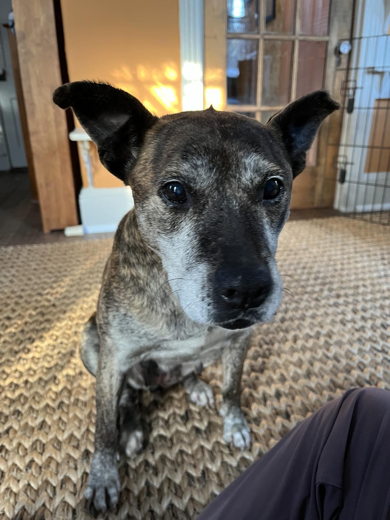 Gretchen, an adopted mixed breed in Mount Holly, NJ image 2/6