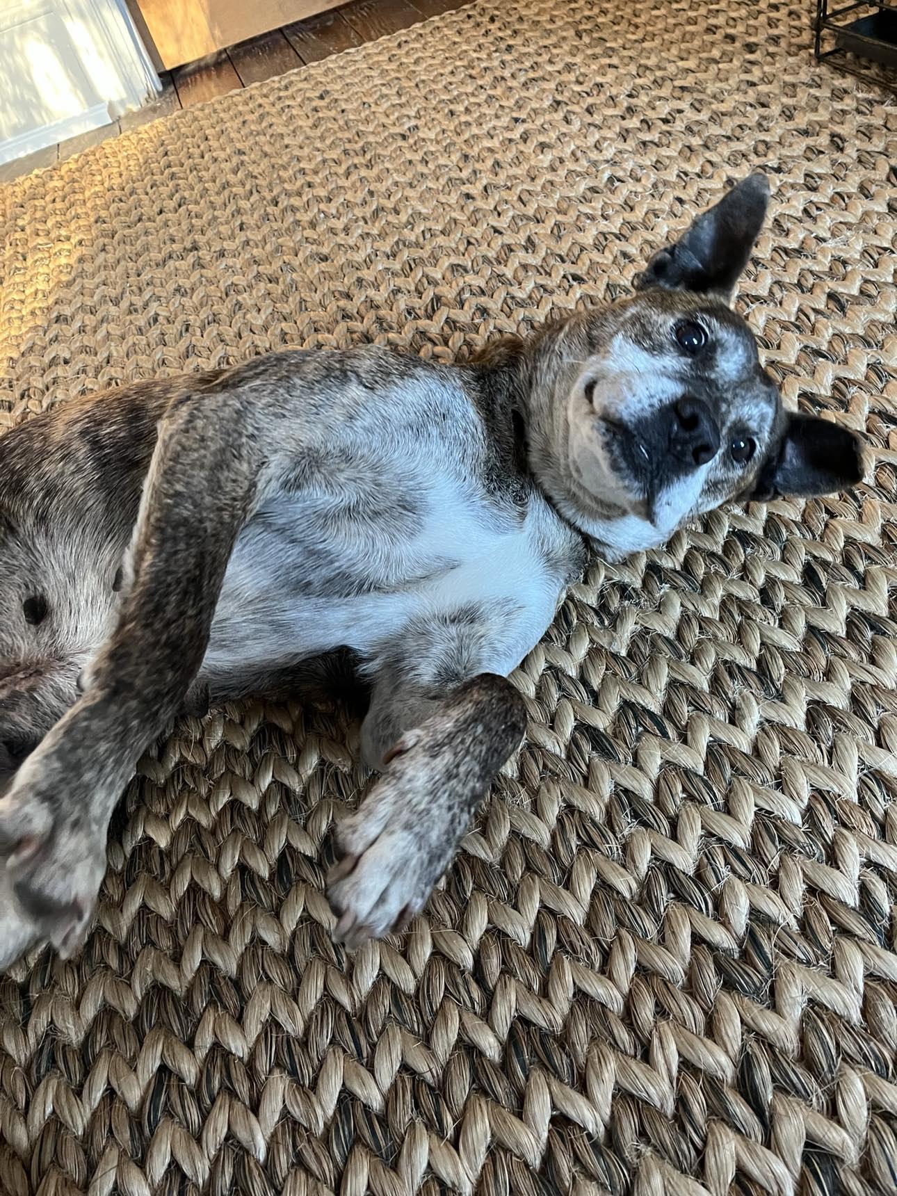 Gretchen, an adopted mixed breed in Mount Holly, NJ image 3/6