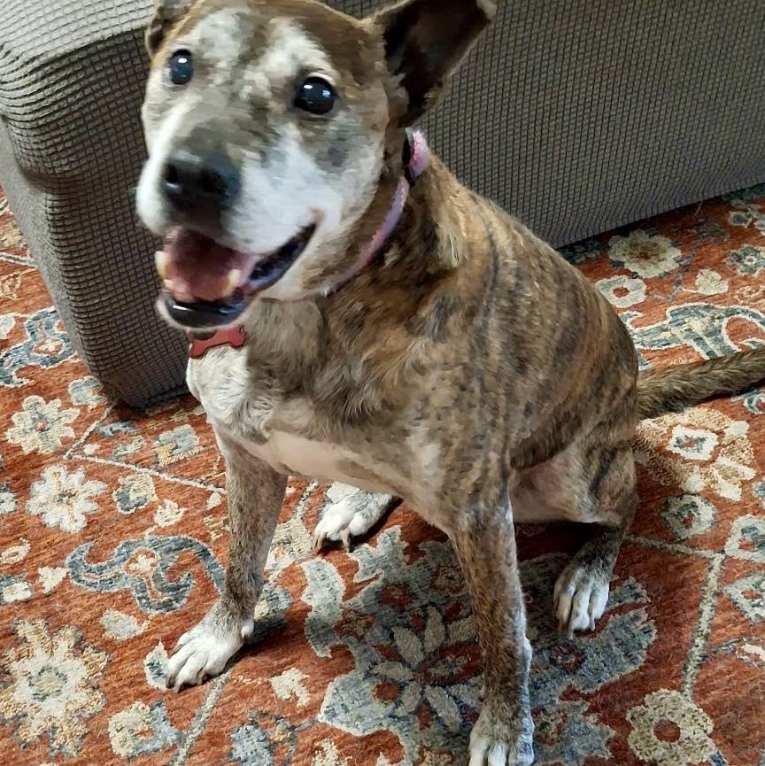 Gretchen, an adopted mixed breed in Mount Holly, NJ image 4/6