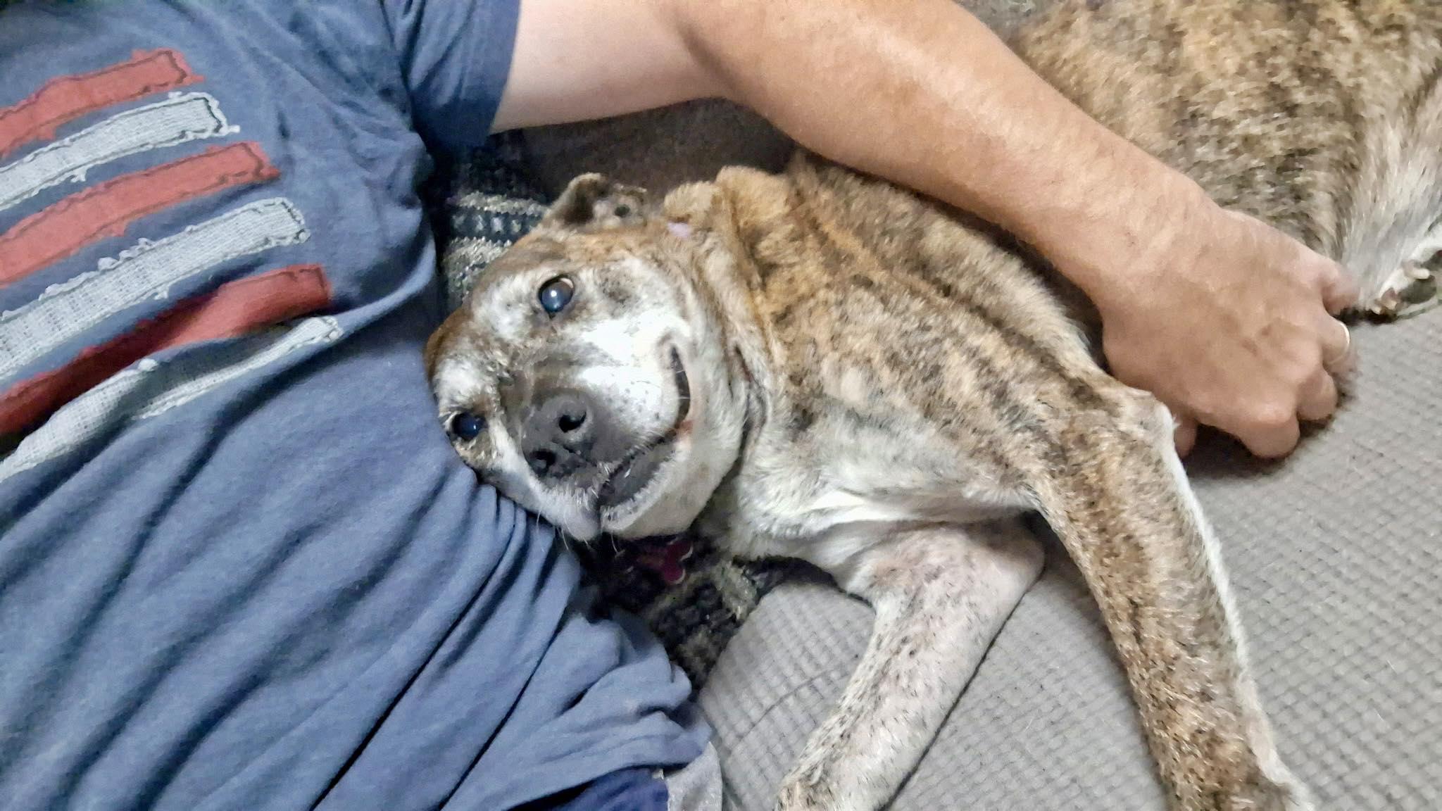 Gretchen, an adopted mixed breed in Mount Holly, NJ image 5/6