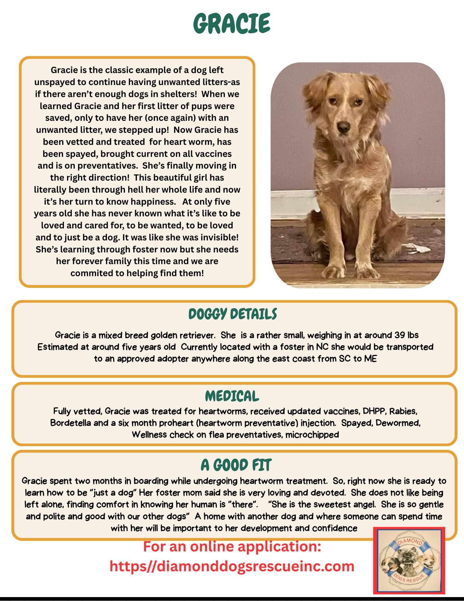 Gretchen, an adopted mixed breed in Mount Holly, NJ image 6/6