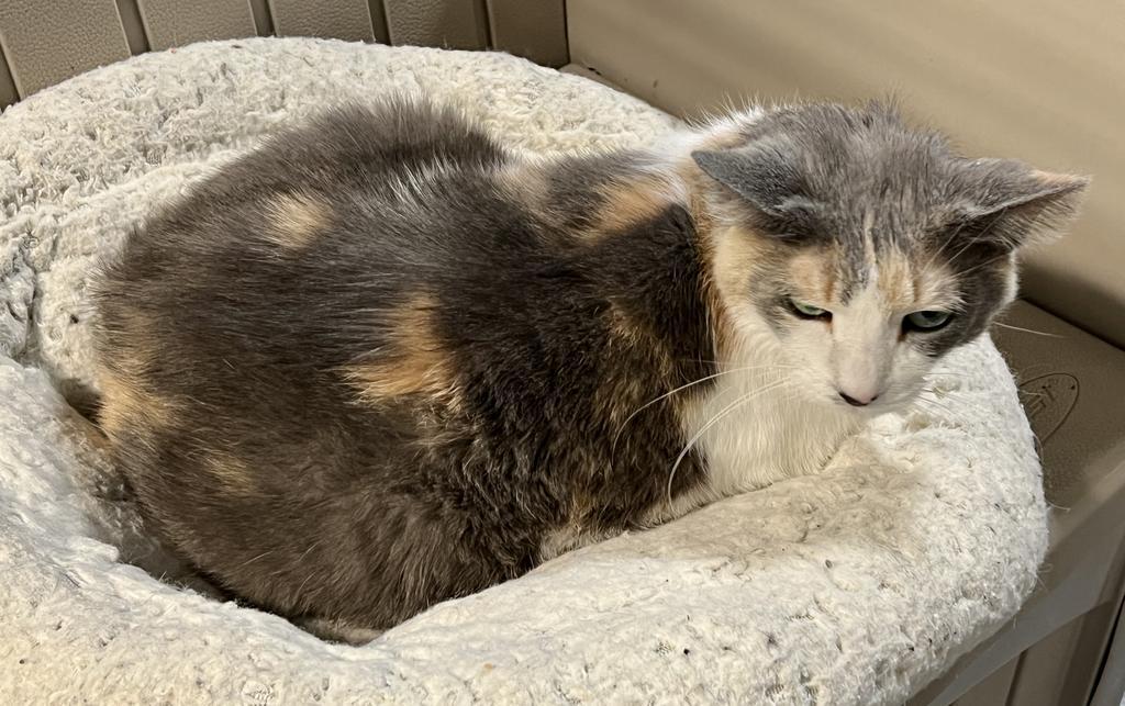 Bugaboo, Adoptable, Senior Female Domestic Short Hair.