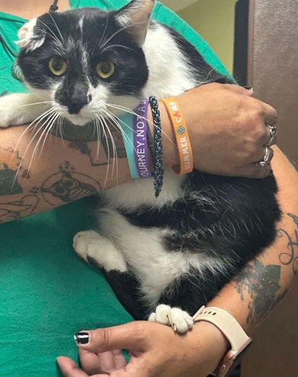 Floppy, Adoptable, Adult Male Domestic Short Hair.