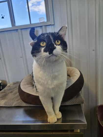 Enlarge Floppy, a Adoptable Domestic Short Hair in Sullivan, IN image 2/3