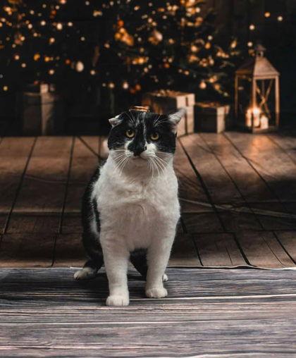 Enlarge Floppy, a Adoptable Domestic Short Hair in Sullivan, IN image 3/3