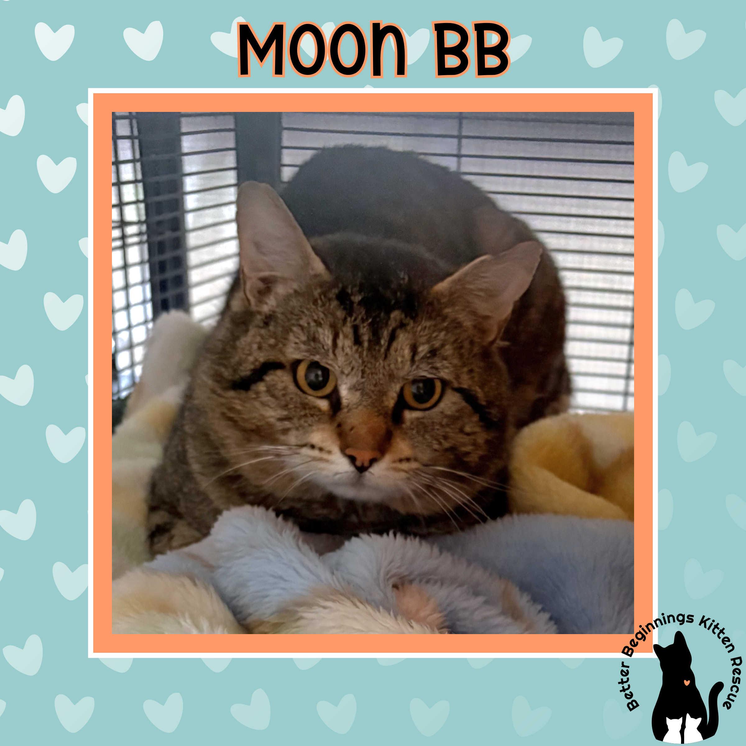Moon, a Adopted Domestic Short Hair in Kamloops, BC image 1/2