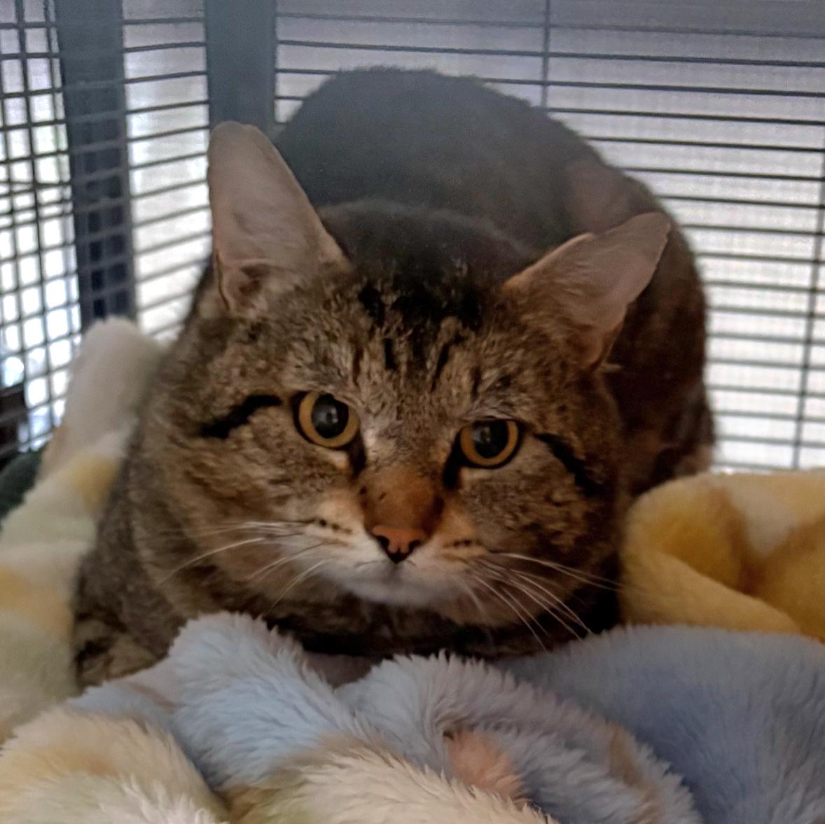 Moon, a Adopted Domestic Short Hair in Kamloops, BC image 2/2