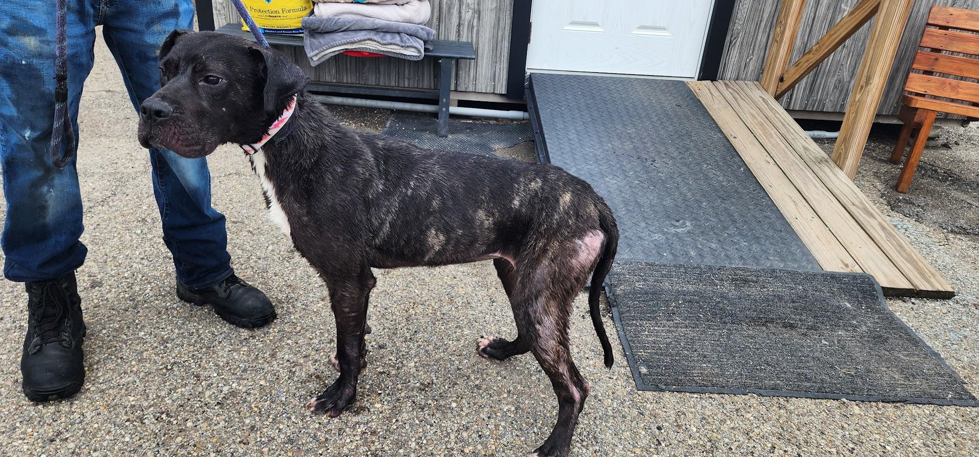 Bonnie (145-26), a ADOPTABLE mixed breed in Cambridge, OH image 3/3