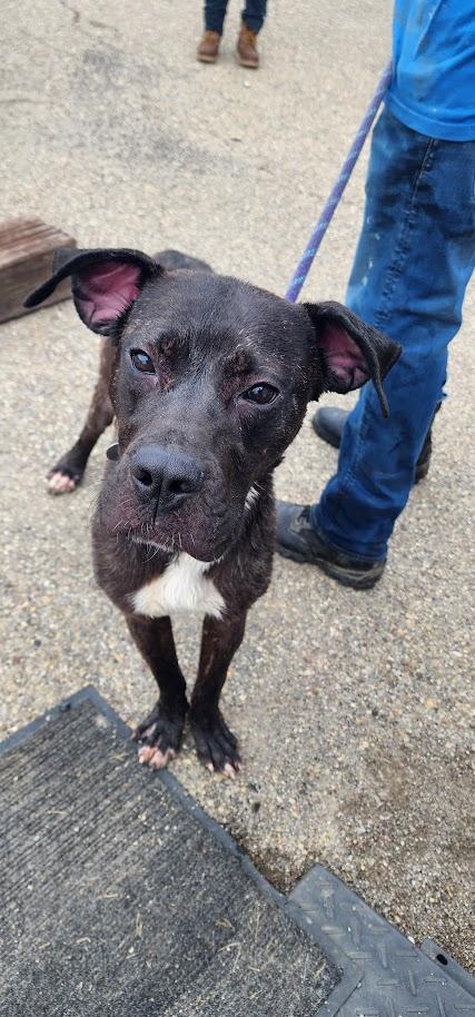 Bonnie (145-26), ADOPTABLE, Adult Female Mastiff.
