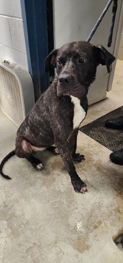 Bonnie (145-26), a ADOPTABLE mixed breed in Cambridge, OH image 2/3