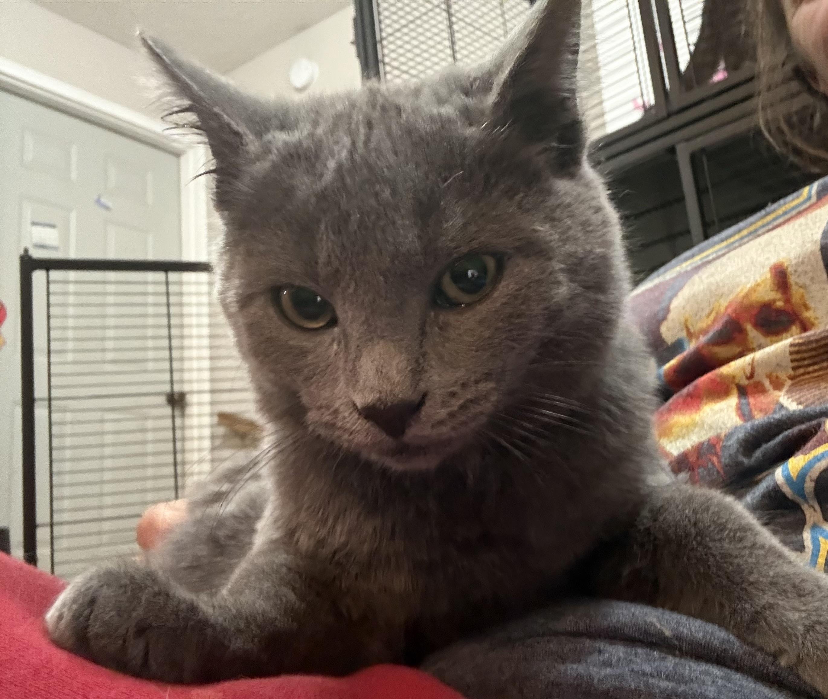 Smokey, ADOPTABLE, Young Male American Shorthair.
