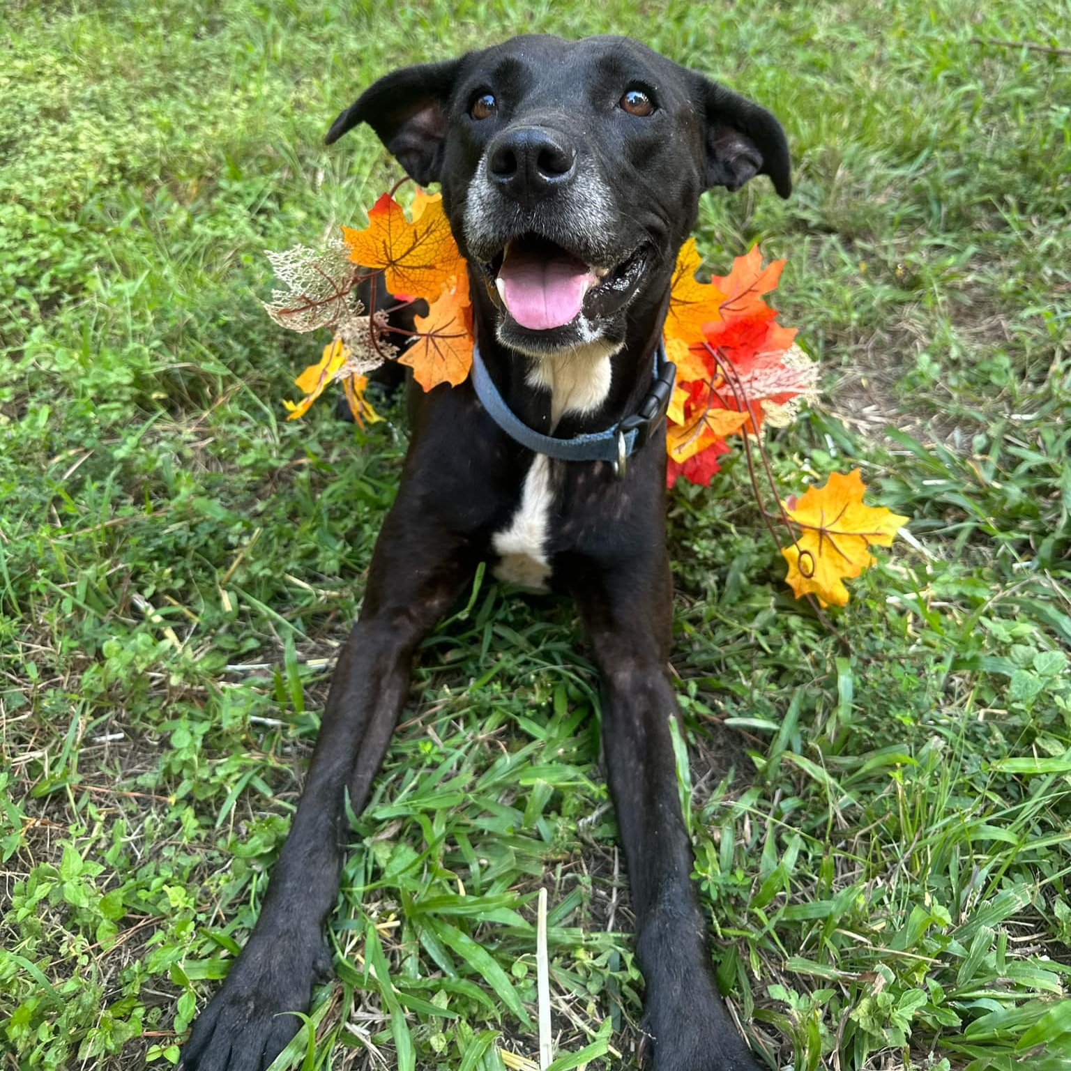 Dog for adoption Riley, a Labrador Retriever Mix in Geneseo , IL Petfinder