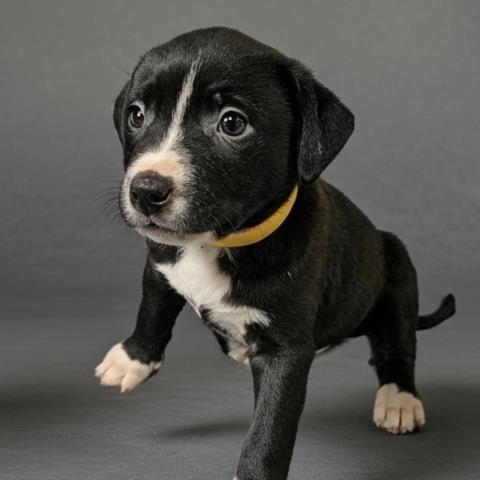 CHECKERS, Adoptable, Puppy Male Pit Bull Terrier & Mixed Breed.
