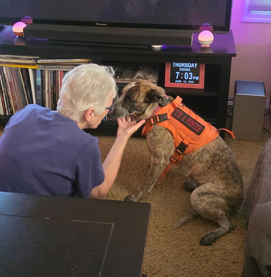 Thelma, Adoptable, Adult Female Australian Cattle Dog / Blue Heeler & Mixed Breed.