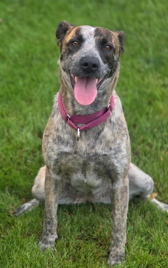 Enlarge Thelma, a Adoptable mixed breed in Elk, WA image 3/6