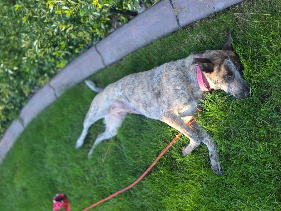 Enlarge Thelma, a Adoptable mixed breed in Elk, WA image 5/6