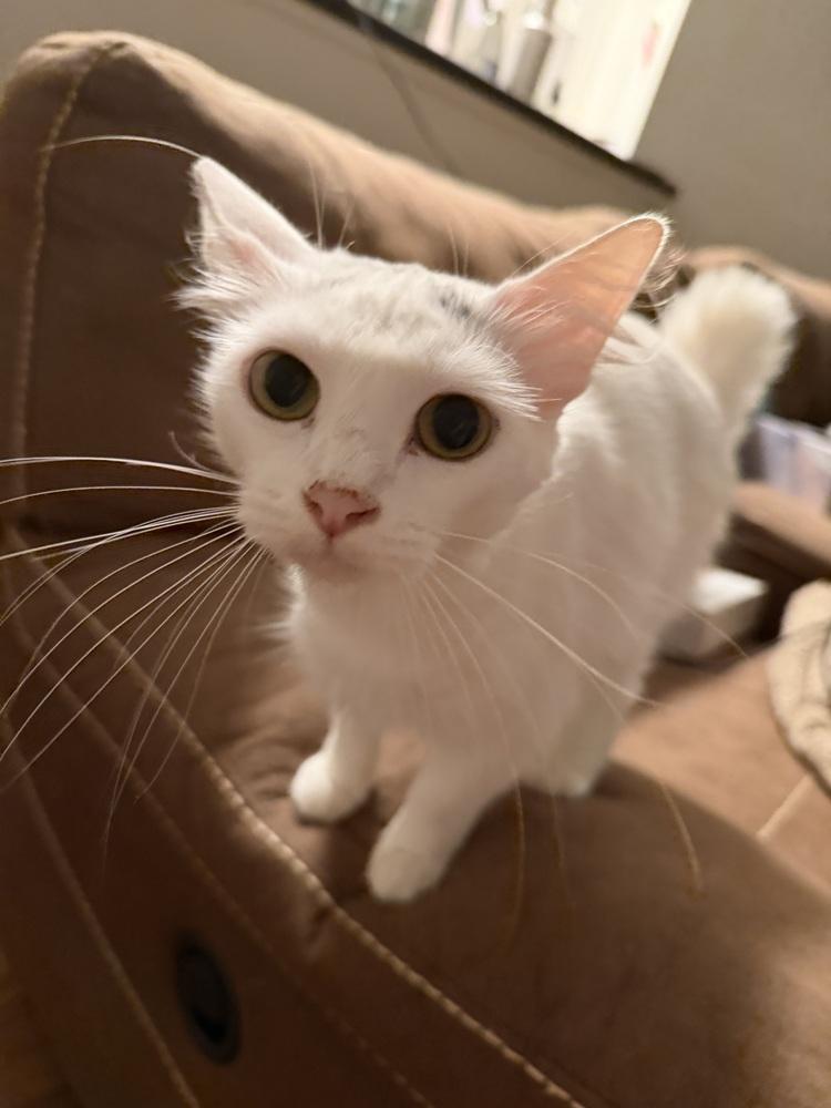 Snowball, Adoptable, Adult Female Turkish Van.