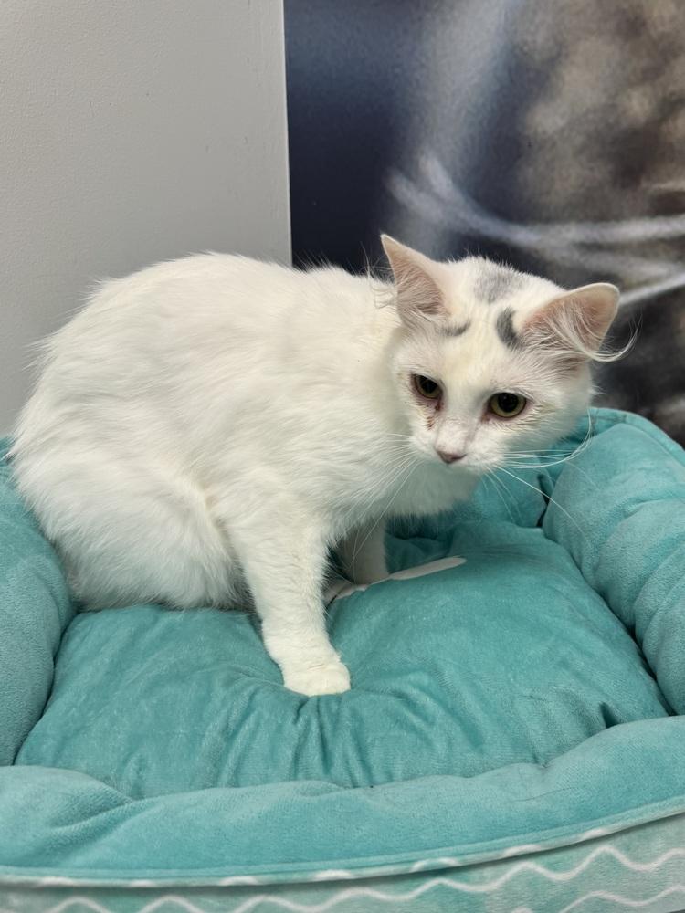 Enlarge Snowball, a Adoptable Turkish Van in Deland, FL image 2/3
