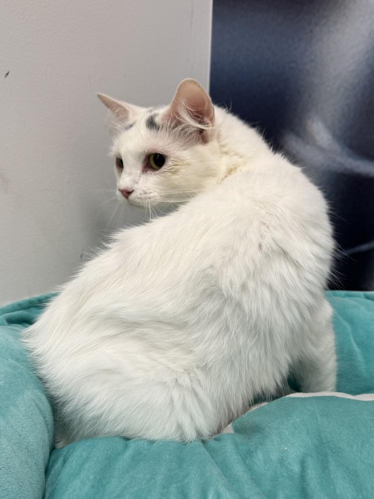 Enlarge Snowball, a Adoptable Turkish Van in Deland, FL image 3/3