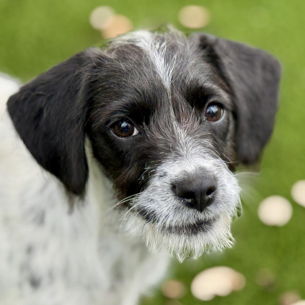 Enlarge Artemis - sweet little mix of cuteness, a Adoptable mixed breed in San Antonio, TX image 1/4