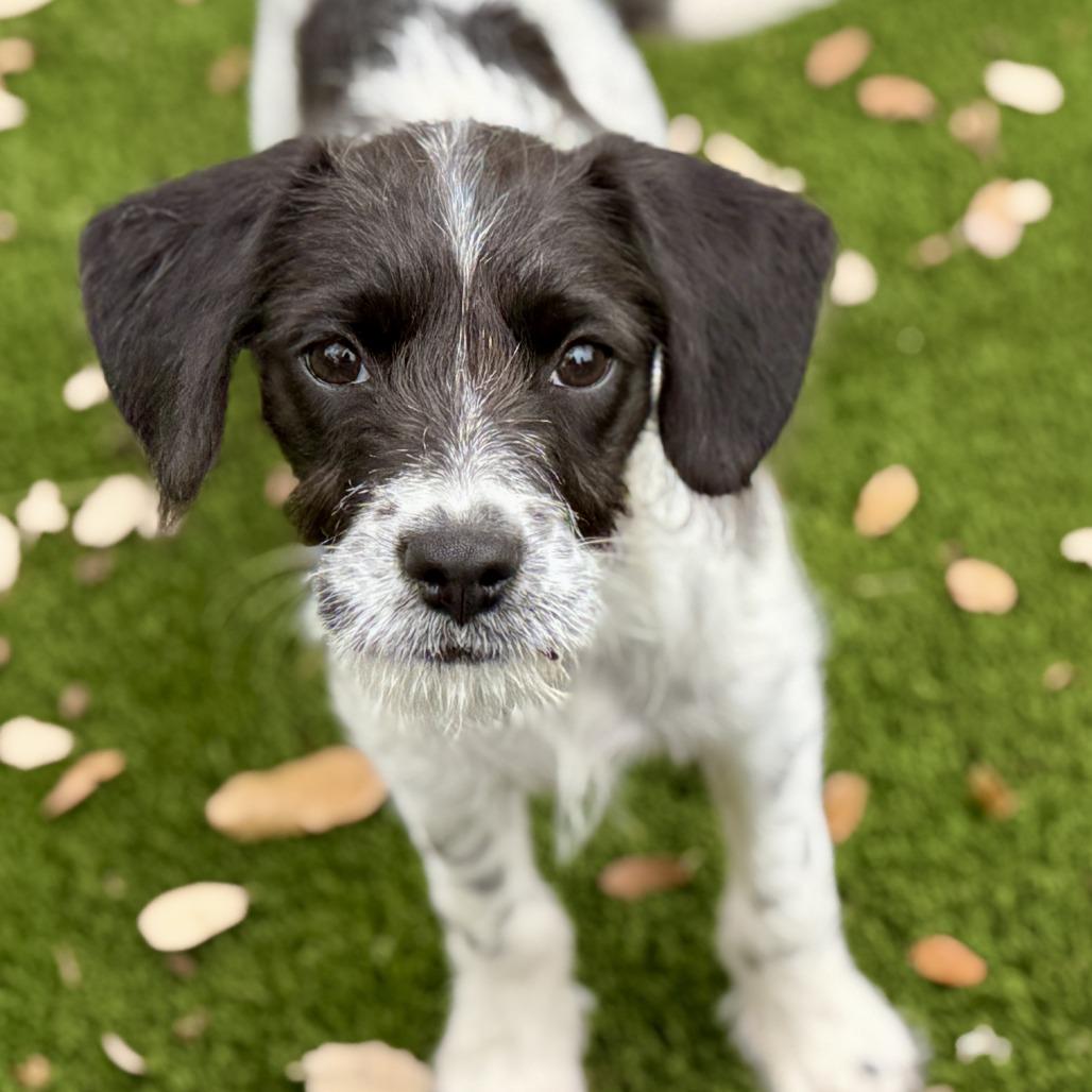 Enlarge Artemis - sweet little mix of cuteness, a Adoptable mixed breed in San Antonio, TX image 2/4