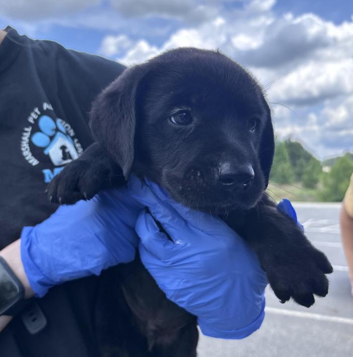 Crookse / Hogan, Adopted, Puppy Male Labrador Retriever & Mixed Breed.
