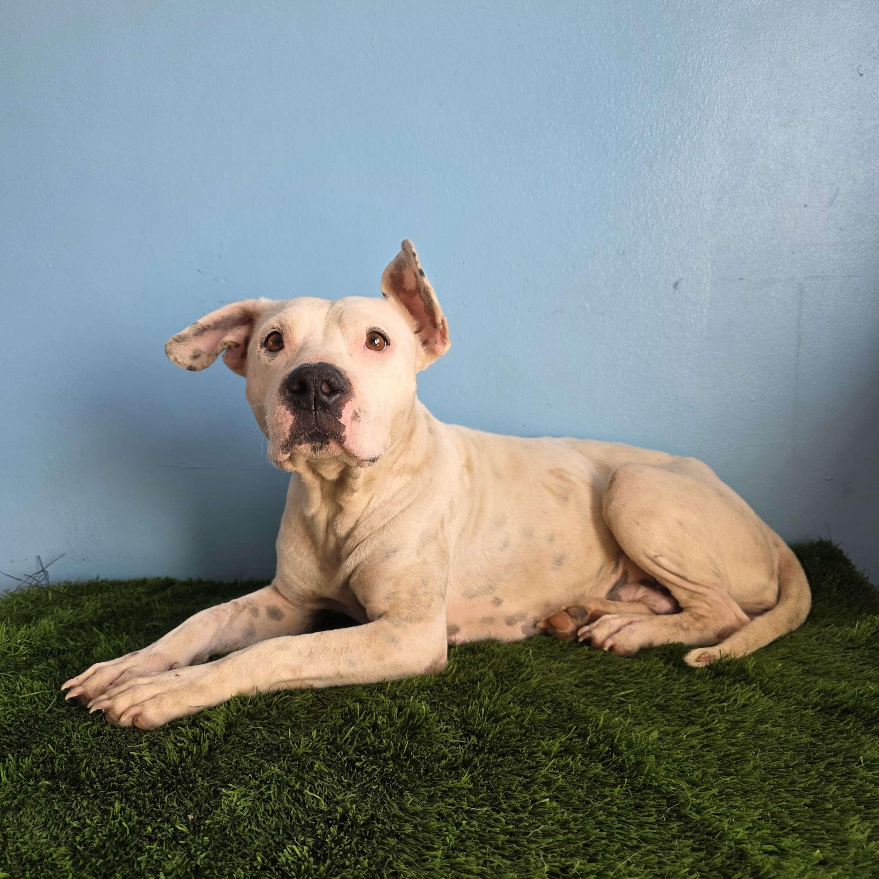 Enlarge Wera, a Adoptable mixed breed in Tijuana, BCN image 2/6