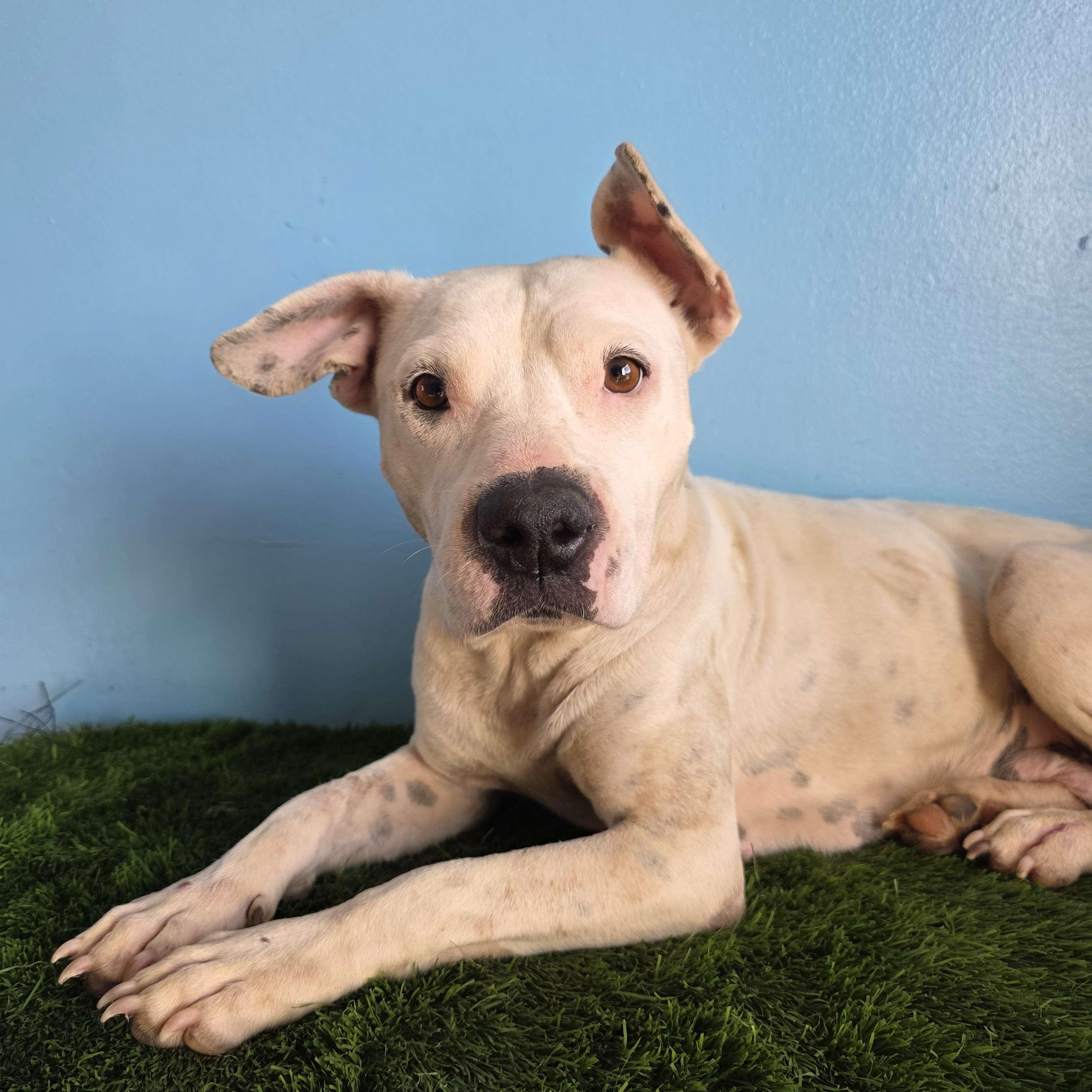Enlarge Wera, a Adoptable mixed breed in Tijuana, BCN image 1/6