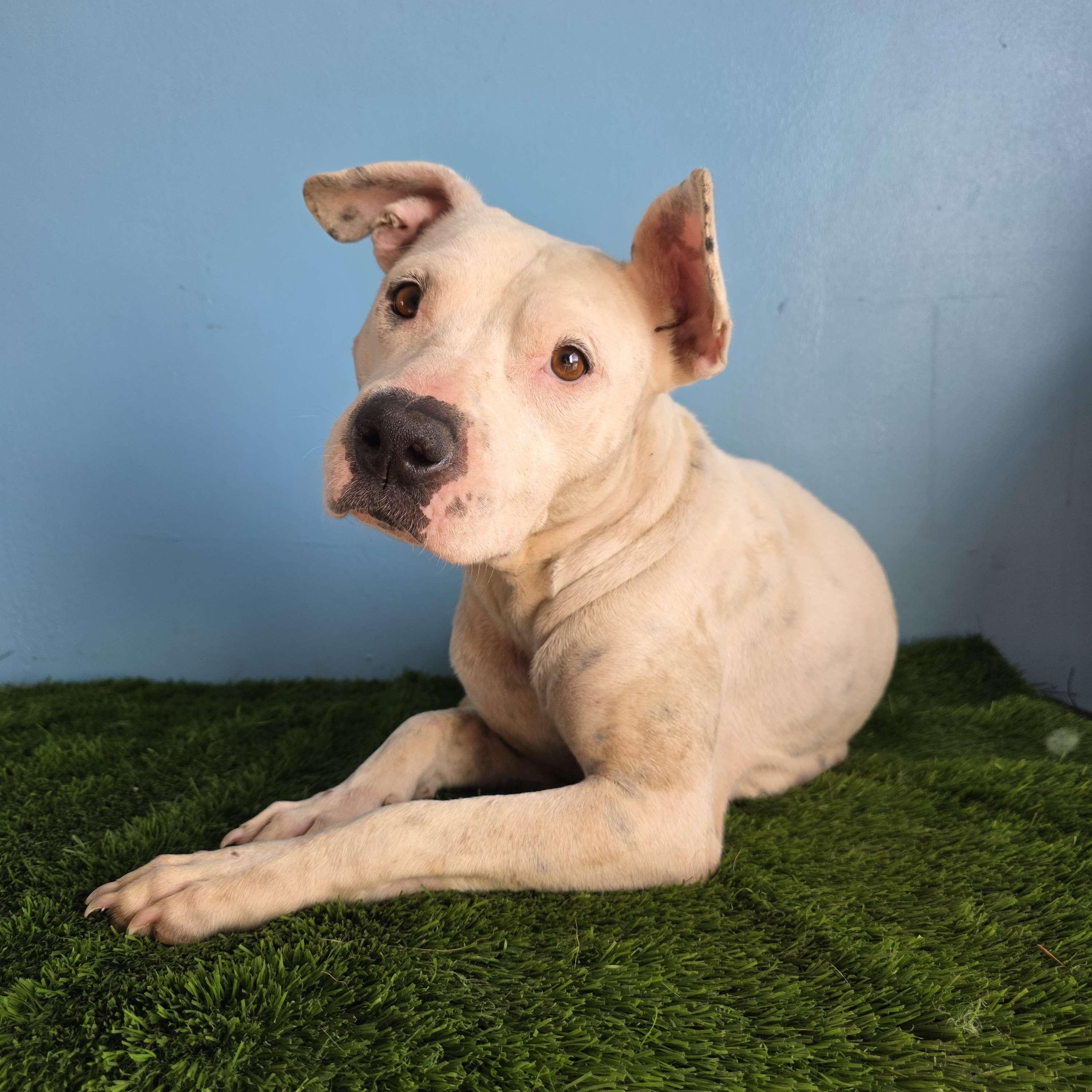 Enlarge Wera, a Adoptable mixed breed in Tijuana, BCN image 3/6