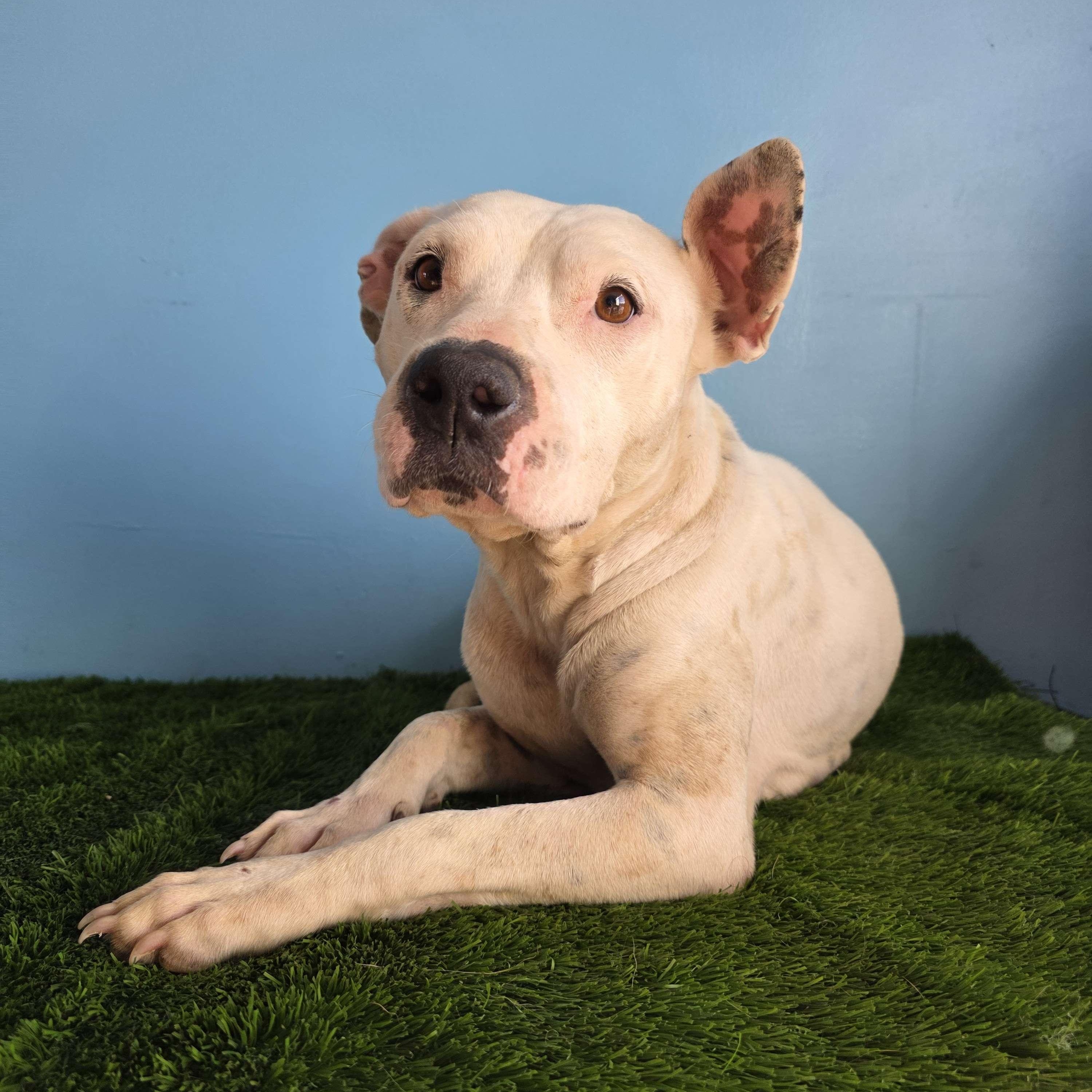 Enlarge Wera, a Adoptable mixed breed in Tijuana, BCN image 6/6