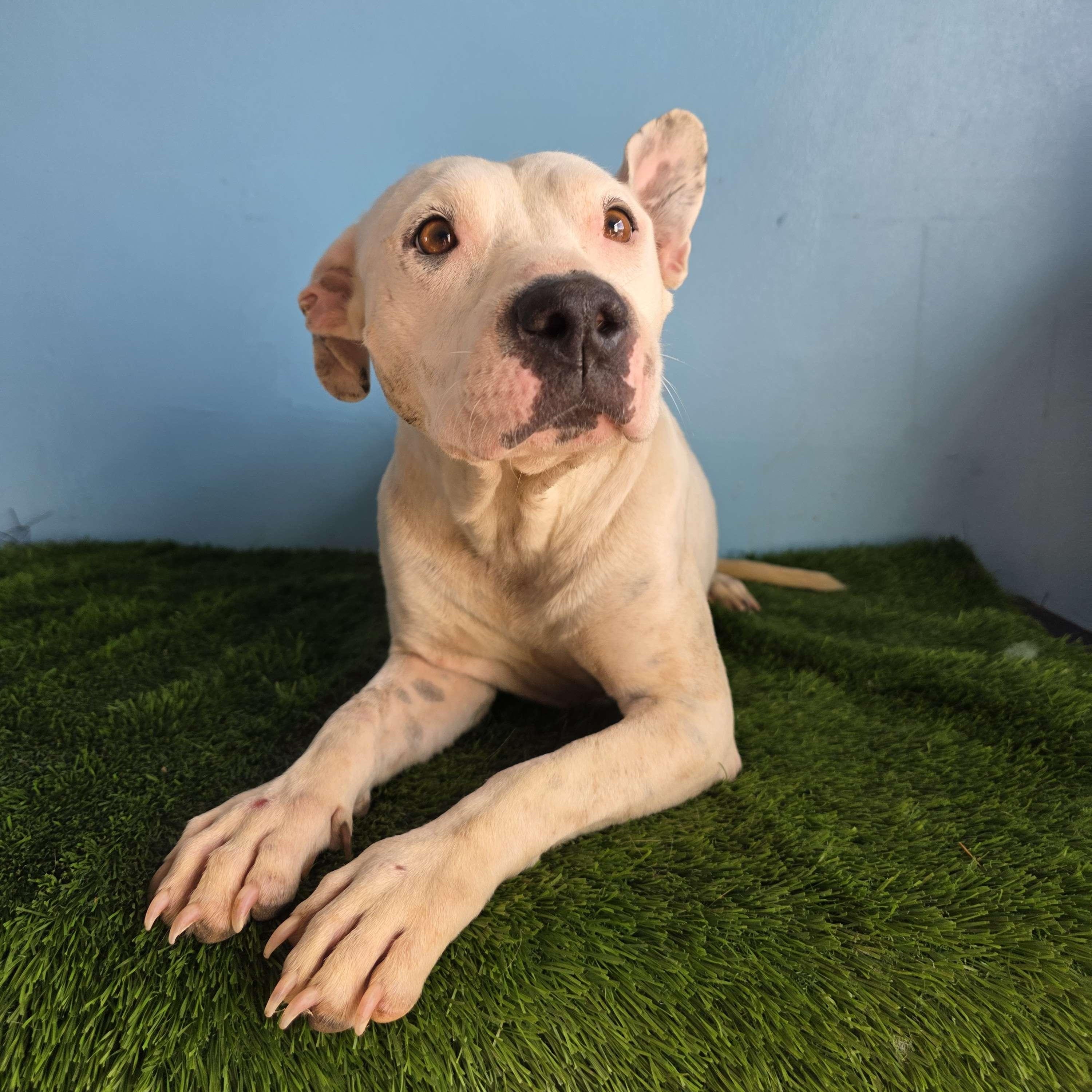 Enlarge Wera, a Adoptable mixed breed in Tijuana, BCN image 4/6